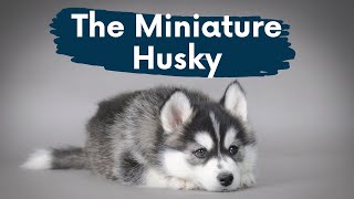 Miniature Husky The Complete Video Guide to The PocketSized Siberian Husky [upl. by Hanover]