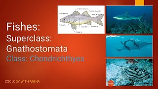 Fishes  Super class Gnathostomata  Class Chondrichthyes [upl. by Gasparo]