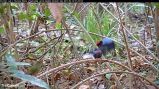 Great Display amp Dance with Female Lancetailed Manakin Cam [upl. by Hendricks]