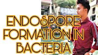 ENDOSPORE FORMATION IN BACTERIA BACTERIOLOGYGENERAL MICROBIOLOGY [upl. by Aznerol719]