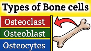 Types of bone cells in human body  Osteoclast  osteoblast and osteocytes [upl. by Ilanos]