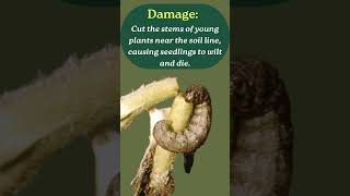 Cutworm damages and control mechanism in Tomato cultivation [upl. by Afra]