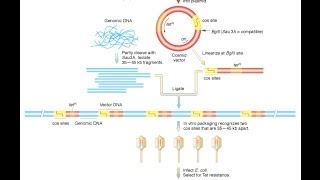 Cosmid vector [upl. by Lay]