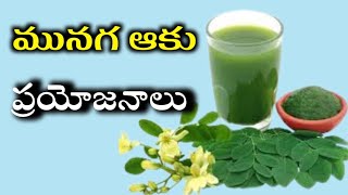 మునగ ఆకు ప్రయోజనాలు Munaga aaku uses in telugu [upl. by Let466]