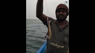 Grouper Fish Caught Using Live Baby Octopus [upl. by Einnaoj]