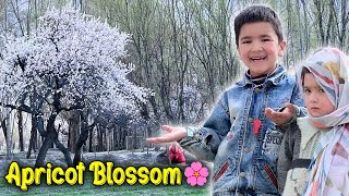 Spring Season in My Village 😱 Apricot Blossom 🌸  Khobsurat Nazara 🤩 [upl. by Eresed54]