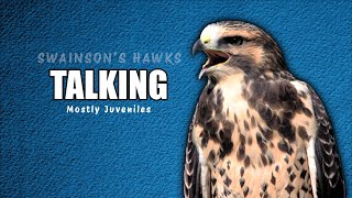 What Do Swainsons Hawks Sound Like  grafxbylisa [upl. by Aketahs]