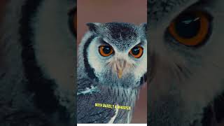 The owl has keen vision silent flight and keen hearing animals birds owl youtubeshorts [upl. by Zielsdorf]