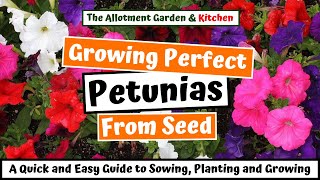 How to Grow Petunias from Seed A Step by Step Guide for Novices and Experienced Growers 76 [upl. by Welby]