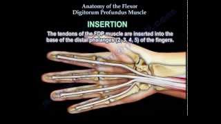 Anatomy Of The Flexor Digitorum Profundus Muscle  Everything You Need To Know  Dr Nabil Ebraheim [upl. by Bierman256]