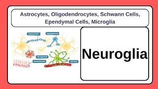 5 Glial Cells  Neurology Astrocytes Oligodendrocytes Schwann Cells Ependymal Cells Microglia [upl. by Aeiram]