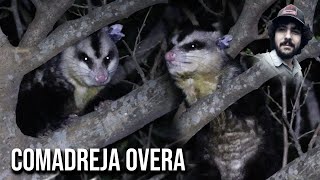 Comadreja overa 4K Didelphis albiventris Whiteeared opossum Timbu Cassaco Sariguê Mucura [upl. by Taggart]