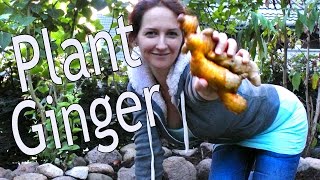 Ginger How to grow ginger rhizome cuttings in the ground or in containers [upl. by Aitra]