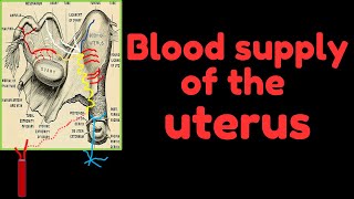 Blood supply of the uterus [upl. by Yhtnomit]