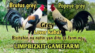 Visit quality Gamefowl in the Philippines  MARK LIM OF LIMPBIZKIT GAMEFARM [upl. by Hole861]