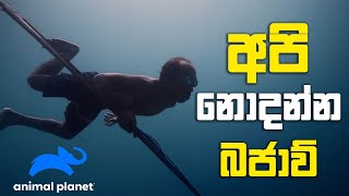 අපි නොදන්න බජාව්  Animal Planet  PEOTV [upl. by Pretrice]