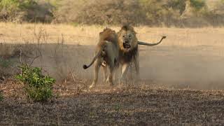 Male lions fighting over territory  Photowildsa [upl. by Robenia]