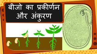 Science  Plant reproduction Seed and Germination  Hindi [upl. by Aleunam]