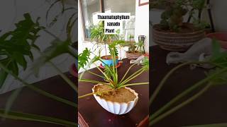 Thaumatophyllum xanado plant 🪴 cactusflowers subscribemychannel plants virelshorts gardening [upl. by Iphagenia205]