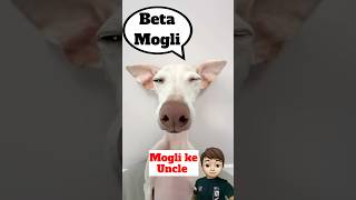 Mogli Don Dog ke American 🇺🇸 Uncle 😂  minivlog [upl. by Lebbie]