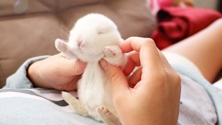 The Cutest Baby Bunny Rabbit Compilation EVER [upl. by Artined548]