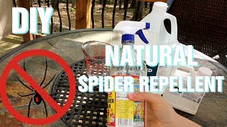 DIY Natural Spider Repellent [upl. by Annabell644]