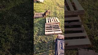 dutch shepherd dog helps with pallets [upl. by Limemann]