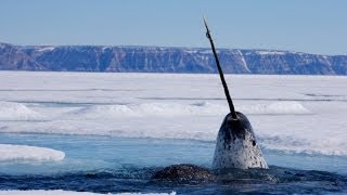 Focus on Species Narwhal Monodon monoceros [upl. by Brockwell]