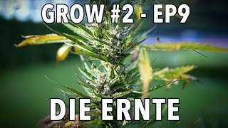 GROW Season 2 🌱 Outdoor  Episode 9  Die Ernte 🪴 2x Sticky Orange XXL Auto 🪴 1x Cosmos F1 CBD [upl. by Drucilla951]