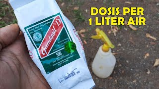 Cara Penggunaan Pupuk Daun GANDASIL D Per 1 Liter Air [upl. by Akelam]