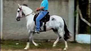 VENDIDO CAVALO PAMPA DE PRETO MANGALARGA MARCHADOR [upl. by True]