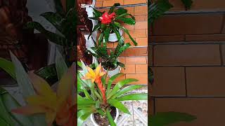 My bromeliads defy the rain bromeliads intherain shorts plants nowandforever [upl. by Haerdna]