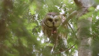 Sawwhet owls of New Hampshire [upl. by Amimej]