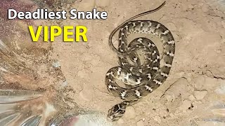 Saw Scaled Viper  its Fastest Striking Snake  Carpet Viper [upl. by Maidy577]