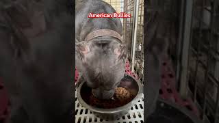 OUR CUTE AMERICAN BULLIES IN PHILIPPINES EATING ❤️🔥 americanbully dogs [upl. by Chapland]