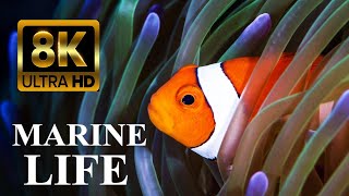 Secrets of Coral Reefs Marine Life 8K Ultra HD [upl. by Anomar]