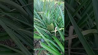 Kelapa muda pandan wangi jaya coconut pandan wangi jaya viral amazing ❤️♥️♥️👍 [upl. by Suertemed177]