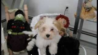 KASE Havanese Puppies At Play part 1 [upl. by Fairleigh481]