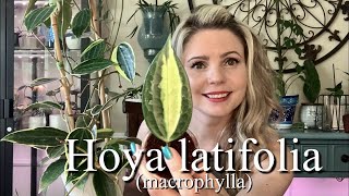 Propagating My Hoya latifolia macrophylla  Plant Care Tips are Included [upl. by Yehsa252]