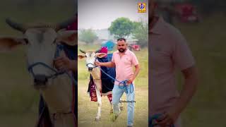 Ox Races shorts punjabi khalsajitv oxraces [upl. by Bodwell269]