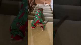 Stairway to Zoomies This Dogs Stair Obsession Will Have You Rolling [upl. by Riatsala]