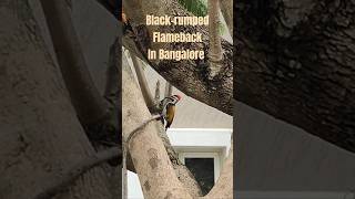 Blackrumped Flameback near our apartment Bangalore always surprises with beauty birds trending [upl. by Htennek]