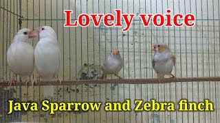 Lovely voice java sparrow and zebra finch [upl. by Frasco]