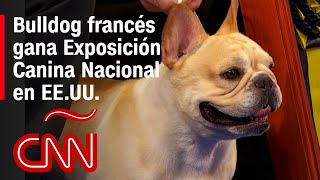 El bulldog francés Winston gana el primer premio en la Exposición Canina Nacional de EEUU [upl. by Natsuj933]