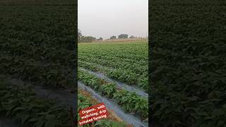 Organic multching with drip irrigated farmingRanchipukukipathsala youtubeshorts shorts [upl. by Ydnyl]