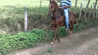 venta de caballos Trochador galopero capon con varias cintas [upl. by Enyehc394]