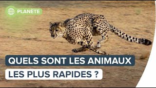 Quels sont les animaux les plus rapides   Futura [upl. by Amery]