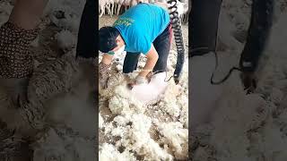 How Sheep Wool is Sheared  shorts [upl. by Eimmak]