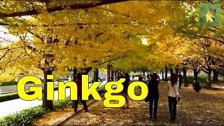 Ginkgo tree Ginkgo biloba or maidenhair tree Leaves turn yellow and fall [upl. by Ainehs]