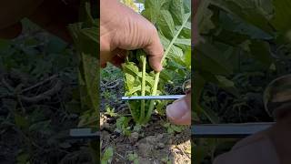 BEST Way to Harvest Radish Leaves garden harvest satisfying radish radishleaves shorts [upl. by Rekyr]